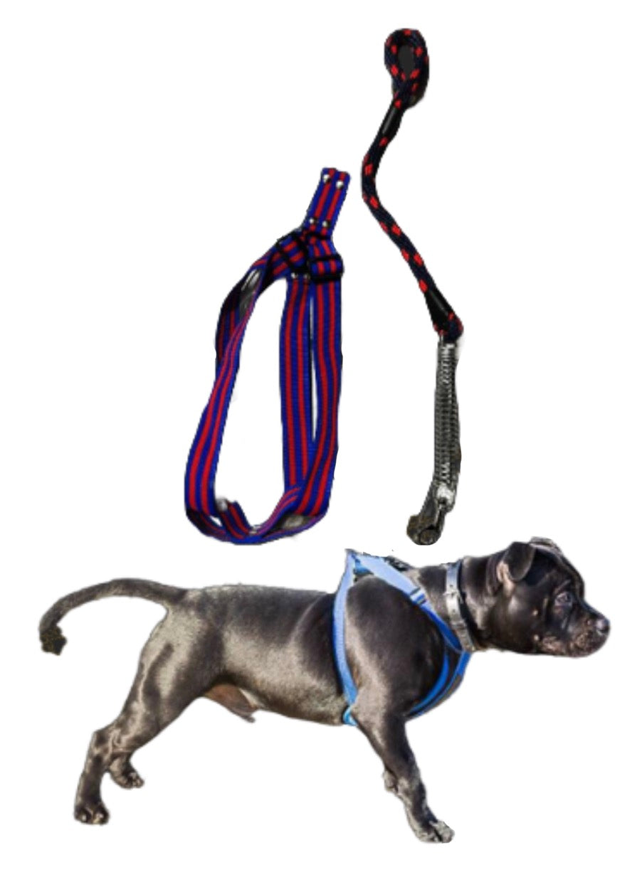 Arnés con resorte pitbull